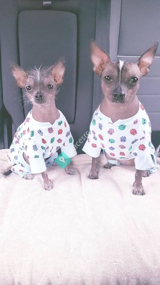 4 Paws Veterinary Services