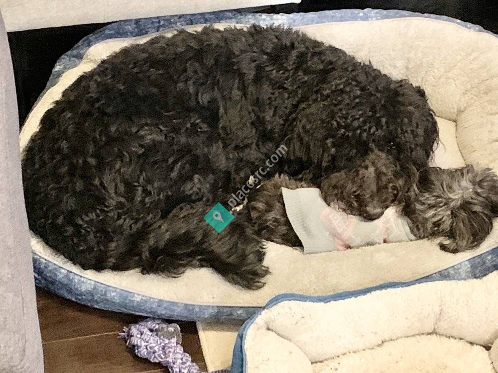 A Place to Stay - Dog Boarding