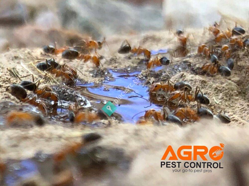 Agro Pest Control Queen Creek