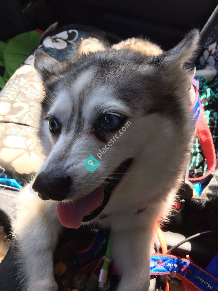 Animal Emergency and Specialty Care