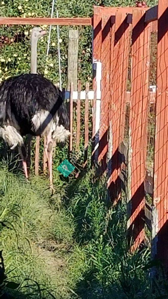Apple Charlie's South Huron Orchards & Cider Mill New Boston