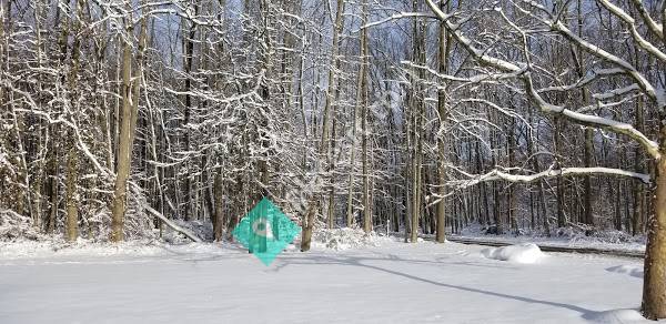 Bard International Inc