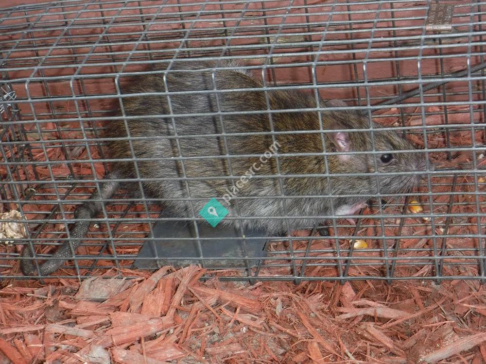 Bat Specialist of Michigan Ortonville