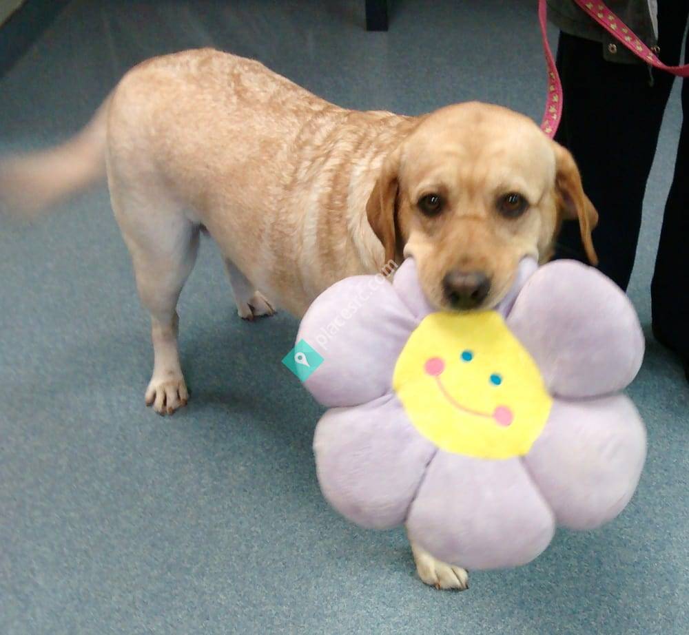 Bellevue Animal Hospital