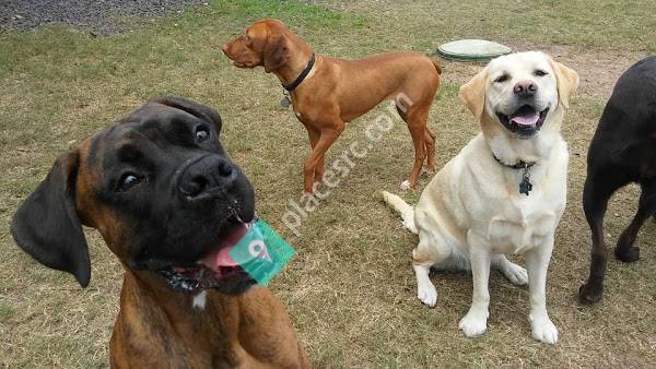 Big Oaks Kennel & Dog Park Co.