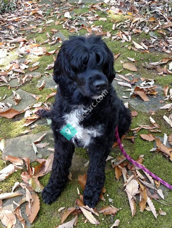 Born 2 Wag Dog Walking/Sitting/Training Brielle