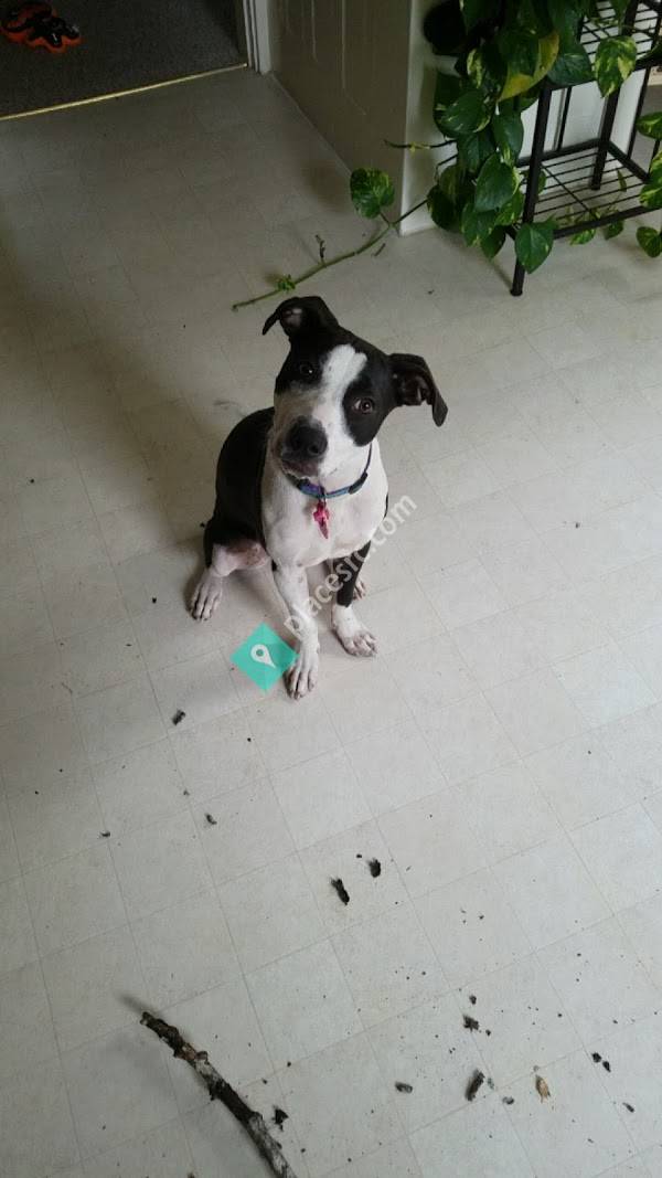 Complete Canine Inc Plainfield