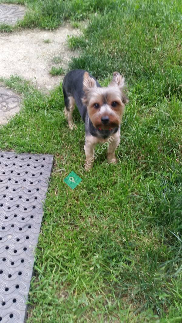 Dog Town Maryland Brandywine