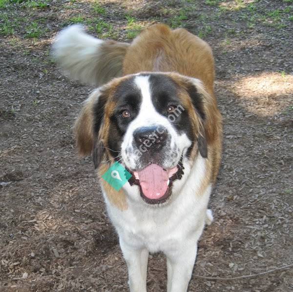 East Shore Veterinary Hospital