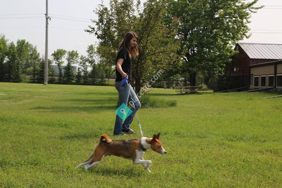 Fargo Boarding & Grooming Service