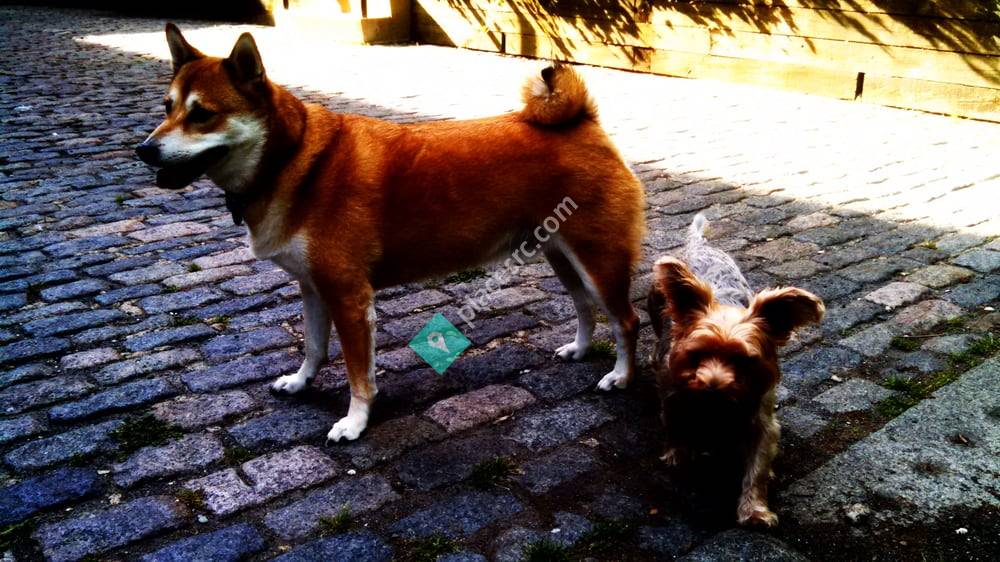 Hancock Animal Hospital