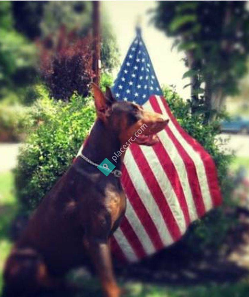 K9's West InHome Dog Training San Bernardino