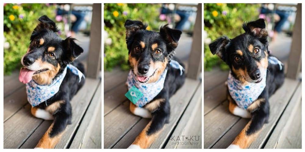 Kat Ku Modern Pet Photos Ann Arbor