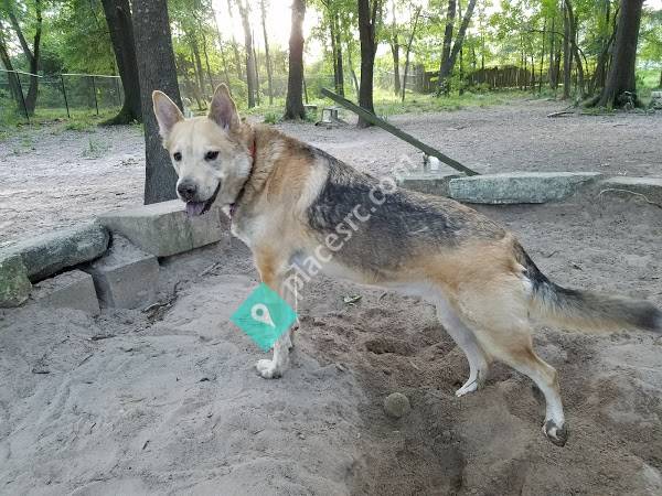 Kingwood Kennels