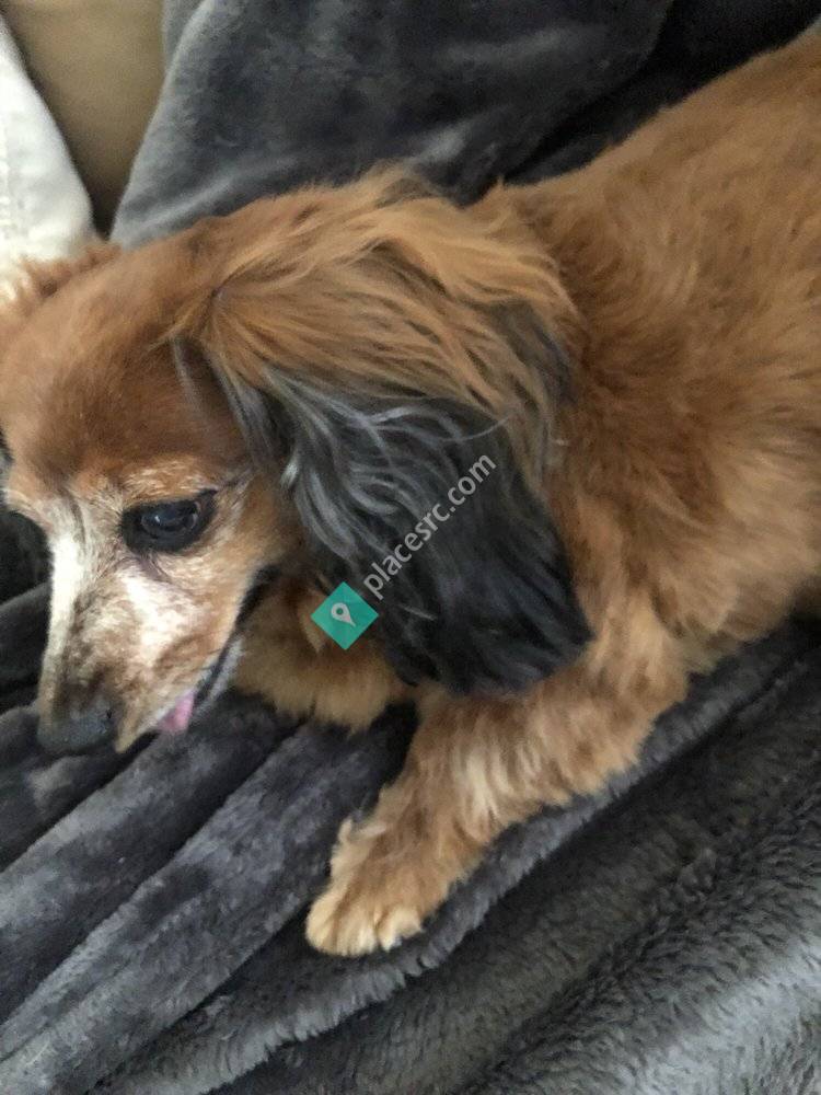 Little Friends Pet Grooming