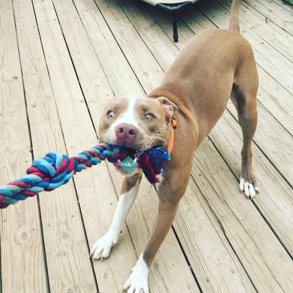 MaMa Bear’s Kennel Upper Marlboro