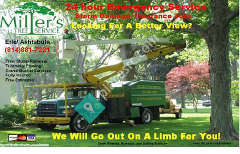 Millers professional erie pa Tree & Stump Removal