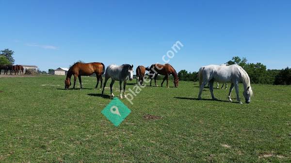 Missouri Forget Me Not Horse Rescue and Sanctuary