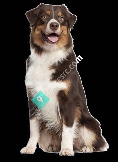 Northeast Veterinary Dermatology Specialists