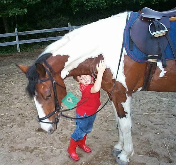 Plum Grove Equestrian Center Groveland