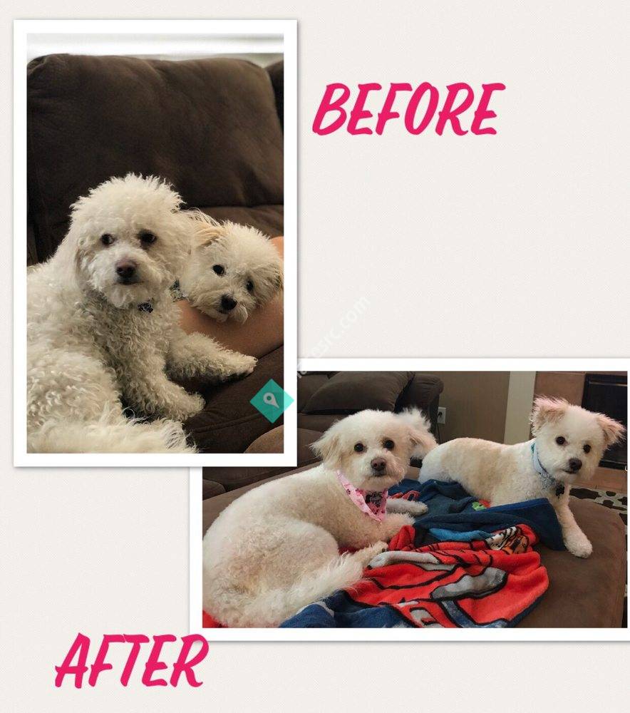 Posh Paws Pet Grooming Rancho Cucamonga
