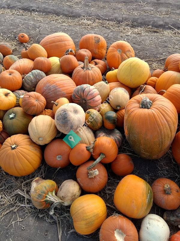 Pumpkin Point Farms