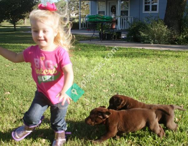 Redmark Kennels