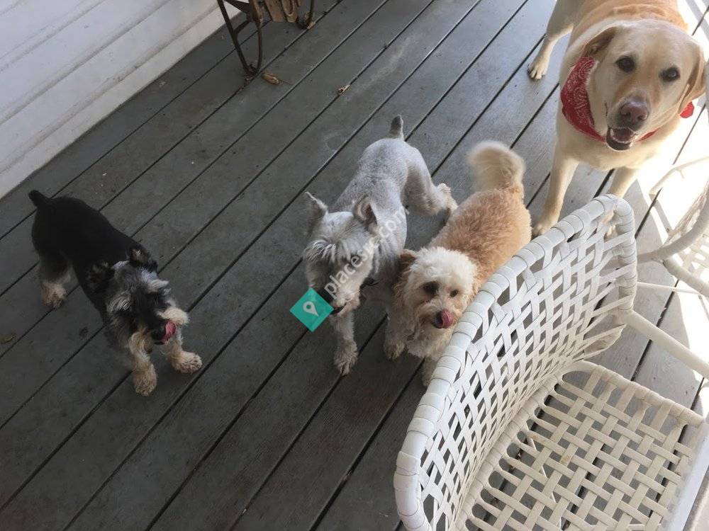 Rosie s Dog Care Haverford