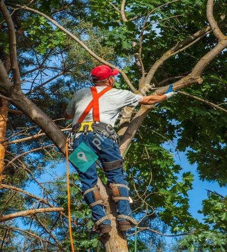 S H Tree Services