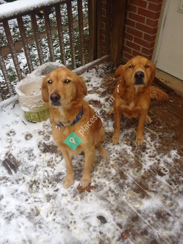 The Pet Gurl, LLC Lexington