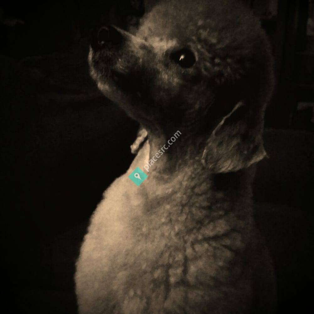 There's No Place Like Home Mobile Pet Spa