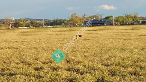 Valle de Oro National Wildlife Refuge