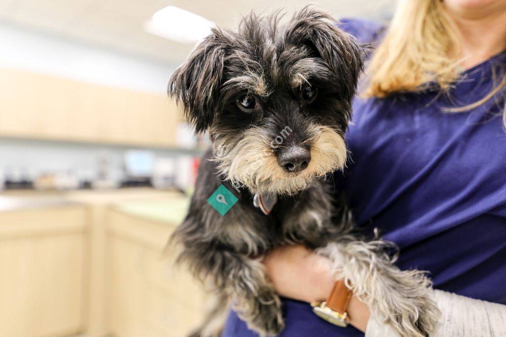 Veterinary Urgent Care Center