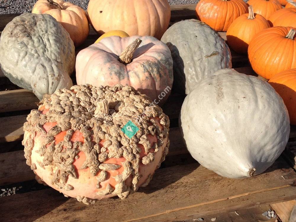 Walker's Roadside Stand Little Compton