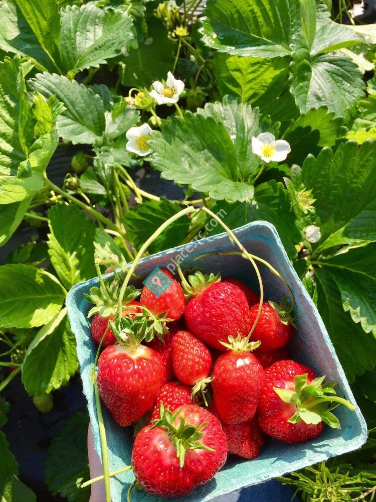 weber-s-peachberry-farm-glen-arm