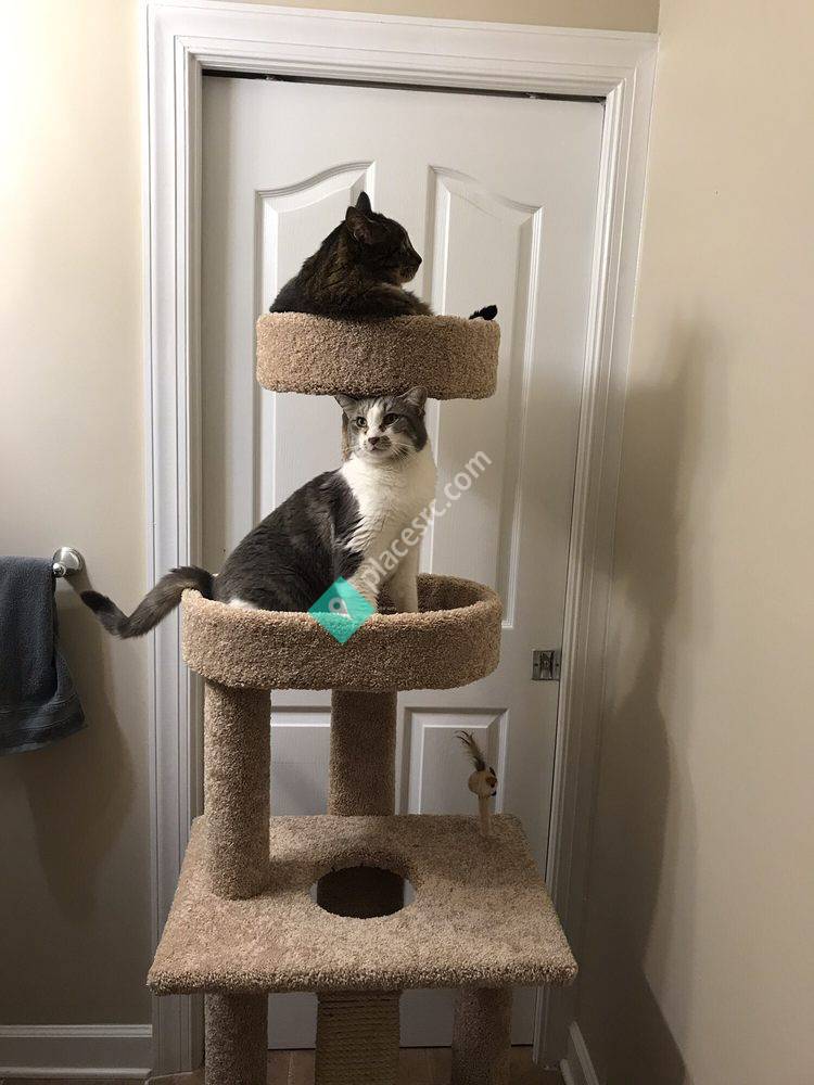 Whiskers On Kittens Cat Boarding Peachtree Corners